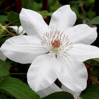 Brown White Clematis Flower seeds for Planting Wildflower Mix Heirloom & GMO Free Seeds for Home Garden