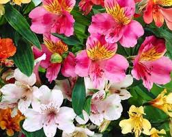 Alstroemeria Aurantiaca Flower seeds for Planting - Garden Favorite, Heirloom & GMO Free Seeds for Home Garden
