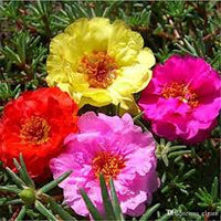 Portulaca Flower seeds for Planting - Drought Tolerant, Heirloom & GMO Free Seeds for Home Garden