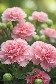 Light Pink Carnation Flower seeds for Planting - Sun Loving, Heirloom & GMO Free Seeds for Home Garden