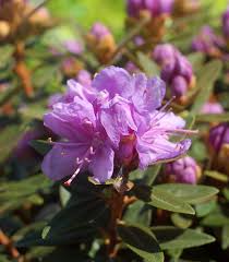 Violet Rhododendron Flower Seeds – Premium Quality Heirloom & NonGMO Seeds for Home Garden
 
 Sale