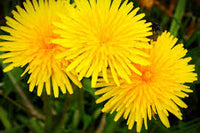 Dandelion Flower seeds for Planting - Vibrant Colors, Heirloom & GMO Free Seeds for Home Garden