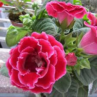 Red Brazilian Gloxinia Flower Seeds for Planting Cut Flower Favorite Heirloom & GMO Free Seeds for Home Garden
 
 Sale