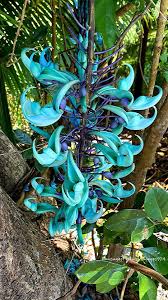 Black Strongylodon Macrobotrys Flower Seeds Long Bloom Season Heirloom NonGMO Organic Garden Seeds for Planting
 
 Sale