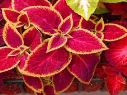 Yellow Red Dragon Coleus Seeds for Planting Drought Tolerant Heirloom & GMO Free Seeds for Home Garden
 
 Sale
