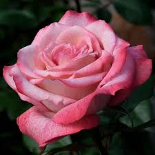 Thick Pink Rose Flower Seeds for Planting Easy to Grow Heirloom & GMO Free Seeds for Home Garden
 
 Sale