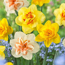 Rainbow Daffodils Seeds Flower seeds for Planting Easy to Grow Heirloom & GMO Free Seeds for Home Garden 
 
 Sale