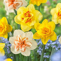 Rainbow Daffodils Seeds Flower seeds for Planting Easy to Grow Heirloom & GMO Free Seeds for Home Garden 
 
 Sale