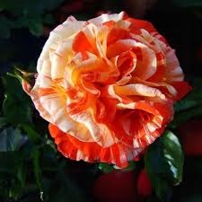 Orange White Rose Seeds for Planting  Beautiful Blooms