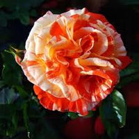 Orange White Rose Seeds for Planting  Beautiful Blooms
