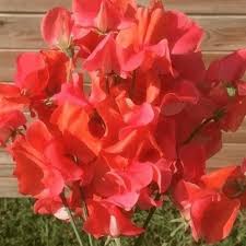 Deep Red Sweet Pea Flower Seeds for Planting Cut Flower Favorite Heirloom & GMO Free Seeds for Home Garden
 
 Sale
