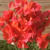 Deep Red Sweet Pea Flower Seeds for Planting Cut Flower Favorite Heirloom & GMO Free Seeds for Home Garden
 
 Sale