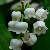 Lily of the Valley Flower seeds for Planting - Seasonal Bloomer, Heirloom & GMO Free Seeds for Home Garden