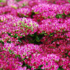 Pink Sedum Stolon Flower seeds for Planting - Garden Favorite, Heirloom & GMO Free Seeds for Home Garden