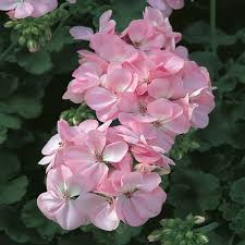 Light Pink White Geranium Flower Seeds for Planting Easy to Grow Heirloom & GMO Free Seeds for Home Garden
 
 Sale