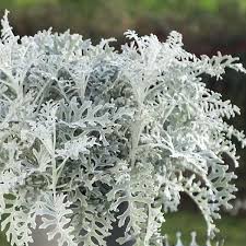 Dusty Miller Silver Dust Flower seeds for Planting - Colorful Display, Heirloom & GMO Free Seeds for Home Garden