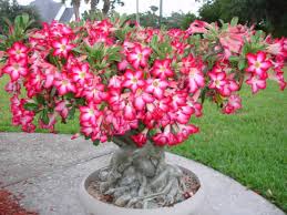 Dorset Adenium Flower seeds for Planting Drought Tolerant Heirloom & GMO Free Seeds for Home Garden 
 
 Sale