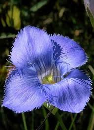 Blue Gentian Fringed Flower seeds for Planting - Fragrant Blossoms, Heirloom & GMO Free Seeds for Home Garden
