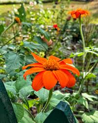 Orange Tithonia Flower Seeds for Planting | Vibrant Annual Blooms