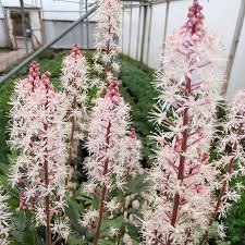 Pink White Tiarella Flower seeds for Planting - Long Bloom Season, Heirloom & GMO Free Seeds for Home Garden