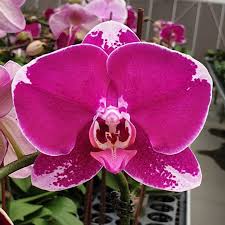 Pink Red Phalaenopsis Orchid Flower seeds for Planting Fragrant Blossoms Heirloom & GMO Free Seeds for Home Garden