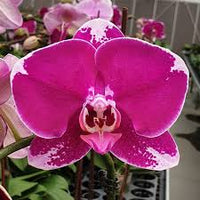 Pink Red Phalaenopsis Orchid Flower seeds for Planting Fragrant Blossoms Heirloom & GMO Free Seeds for Home Garden