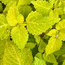 Yellow Green Coleus Flower seeds for Planting - Colorful Display, Heirloom & GMO Free Seeds for Home Garden
 
 Sale
