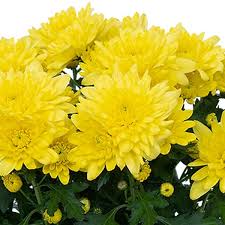 Yellow Chrysanthemum Flower seeds for Planting - Pollinator Friendly, Heirloom & GMO Free Seeds for Home Garden