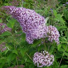 Gulliver Flower seeds for Planting - Drought Tolerant, Heirloom & GMO Free Seeds for Home Garden