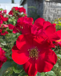 Red Rugrose Rose Flower seeds for Planting - Wildflower Mix, Heirloom & GMO Free Seeds for Home Garden