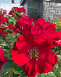 Red Rugrose Rose Flower seeds for Planting - Wildflower Mix, Heirloom & GMO Free Seeds for Home Garden