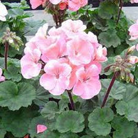 Light Pink Geranium Flores Flower Seeds for Planting Easy to Grow Heirloom & GMO Free Seeds for Home Garden
 
 Sale