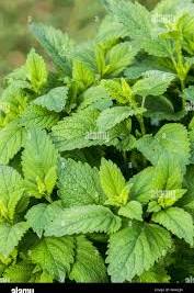 Lemon Balm Seeds (Melissa officinalis)
