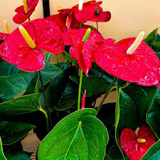 Pink Sky Blue Anthurium Flower seeds for Planting - Drought Tolerant, Heirloom & GMO Free Seeds for Home Garden