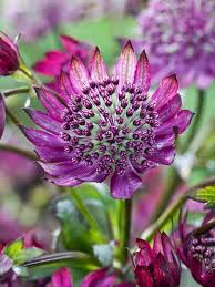 Purple Astrantia Flower seeds for Planting Shade Tolerant Heirloom & GMO Free Seeds for Home Garden
 
 Sale