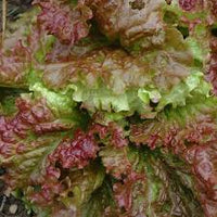 Green Brown Prizehead Vegetable Seeds for Planting