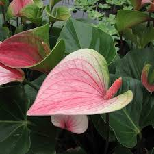 Anthurium flower seeds - Flower seeds for Planting - Easy to Grow, Heirloom & GMO Free Seeds for Home Garden