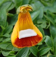 Calceolaria Uniflora Flower Seeds for Planting  Unique and Vibrant Blooms