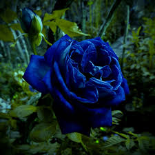 Black Blue Rose Flower Seeds for Planting Pollinator Friendly Heirloom & GMO Free Seeds for Home Garden
 
 Sale