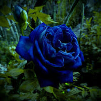 Black Blue Rose Flower Seeds for Planting Pollinator Friendly Heirloom & GMO Free Seeds for Home Garden
 
 Sale