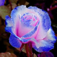 Sky Blue Pink Rose Flower Seeds for Planting Garden Favorite Heirloom & GMO Free Seeds for Home Garden
 
 Sale
