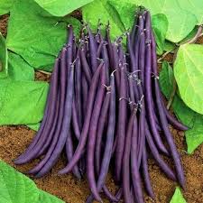 Black Bean Planting Seeds for Vegetable Gardens