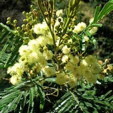 Light Green Acacia Flower Seeds for Planting Drought Tolerant Heirloom & GMO Free Seeds for Home Garden
 
 Sale