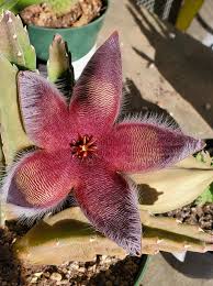 Stapelia Flower seeds for Planting Low Maintenance Heirloom & GMO Free Seeds for Home Garden