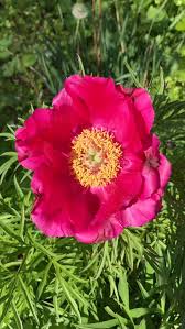Fern Leaf Peony Pink Seeds for Planting - Elegant Perennial Blooms