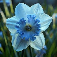 Sky Blue  Daffodil Flower Seeds for Planting Garden Favorite Heirloom & GMO Free Seeds for Home Garden  Sale
