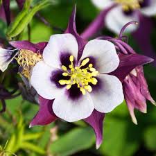 Purple White Aquilegia Flower seeds for Planting - Easy to Grow, Heirloom & GMO Free Seeds for Home Garden