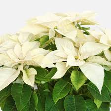 White Poinsettia Seeds for Planting Long Bloom Season Heirloom & GMO Free Seeds for Home Garden  Sale