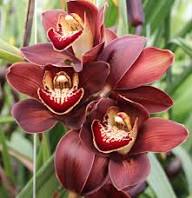 Maroon Phalaenopsis Orchid Flower Seeds for Planting Premium Quality Heirloom & GMO Free Seeds for Home Garden  Sale