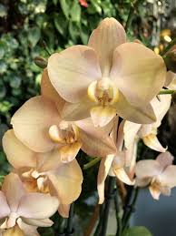 Cream Phalaenopsis Orchid Flower seeds for Planting - Long Bloom Season, Heirloom & GMO Free Seeds for Home Garden